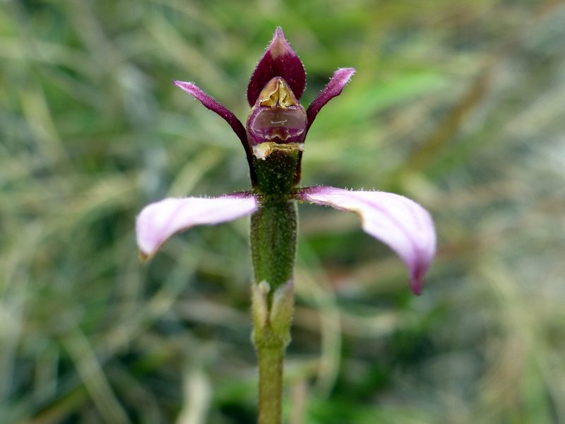 Eriochilus magenteus, photographed by Kai Squires
