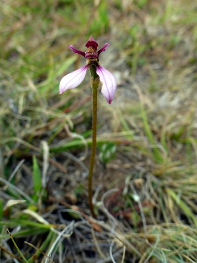 Eriochilus magenteus, photographed by Kai Squires