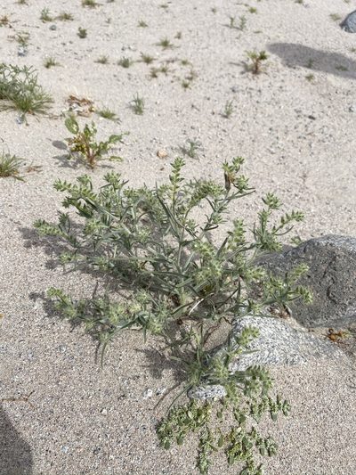 Johnstonella costata, photographed by Matt Berger