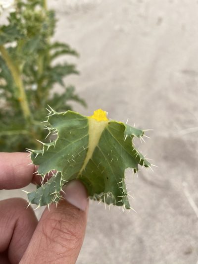 Argemone corymbosa, photographed by Matt Berger