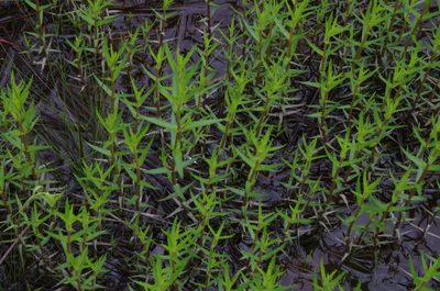 Gratiola brevifolia, photographed by Eric Knight