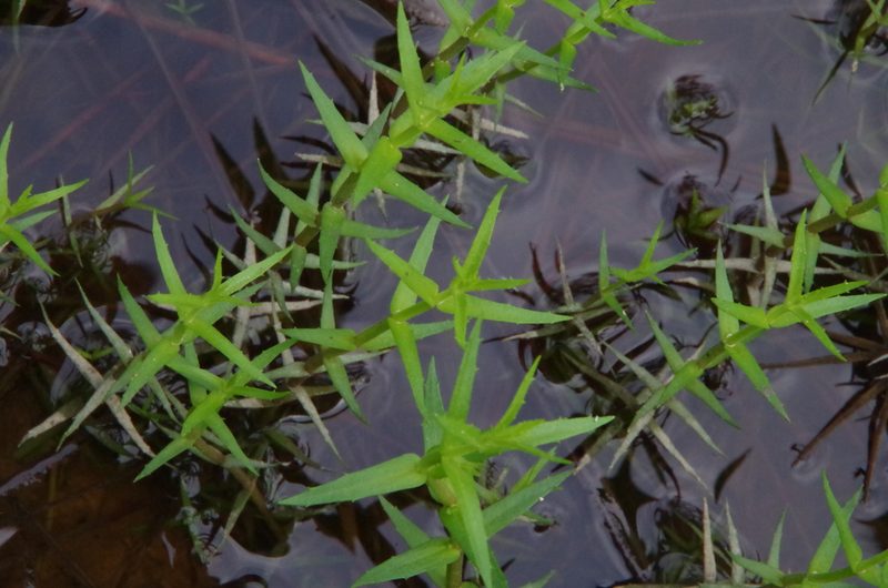 Gratiola brevifolia, photographed by Eric Knight