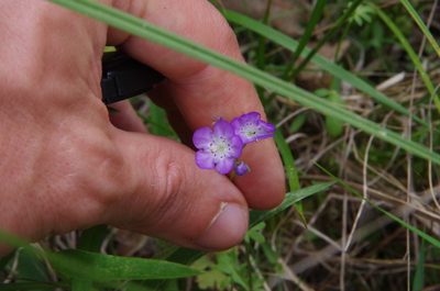 Phacelia glabra, photographed by Eric Knight
