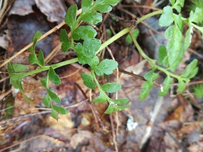 Sceptridium oneidense, photographed by Nick Kleinschmidt