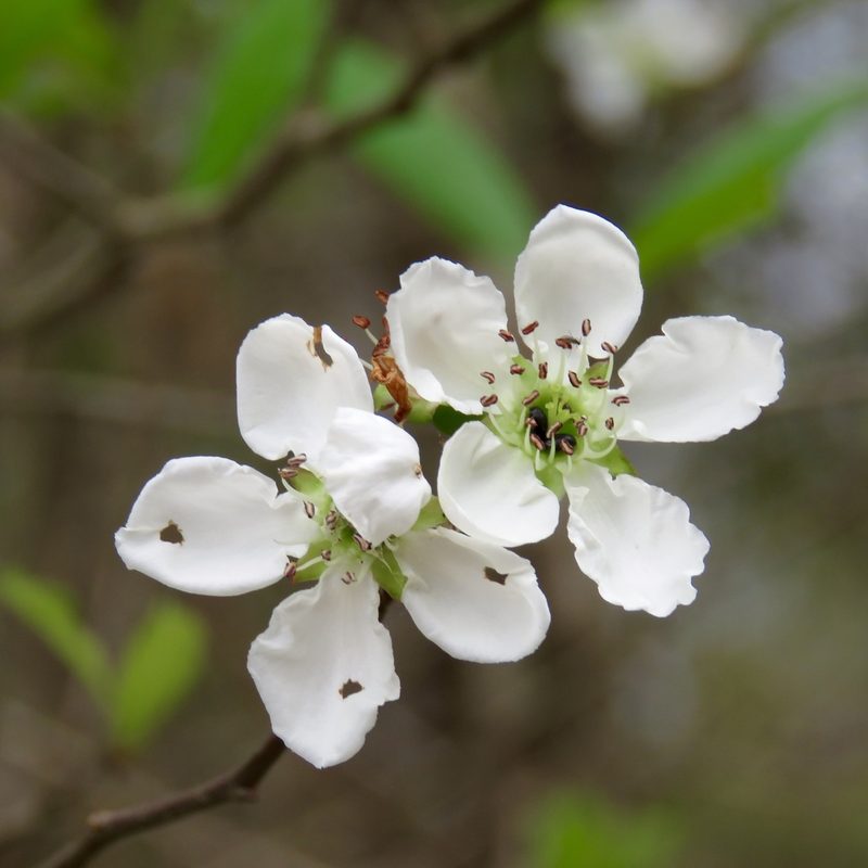 Crataegus opaca, photographed by Laura Clark