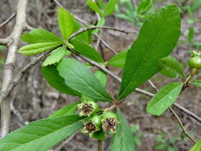 Crataegus opaca, photographed by Laura Clark