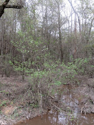 Crataegus opaca, photographed by Laura Clark