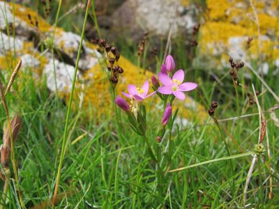 Centaurium littorale, photographed by Grzegorz Grzejszczak