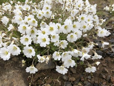 Cerastium alpinum, photographed by desertnaturalist