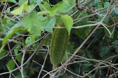 Amphilophium crucigerum, photographed by Fernando Sessegolo
