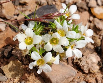 Linanthus demissus, photographed by Jason Eckberg