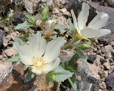 Mentzelia tricuspis, photographed by Jason Eckberg