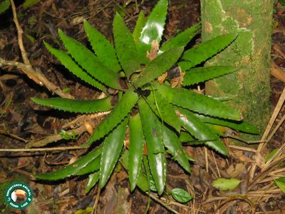 Nidularium fulgens, photographed by Diogo Luiz