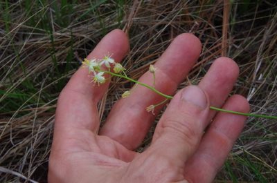Schoenolirion wrightii, photographed by Eric Knight