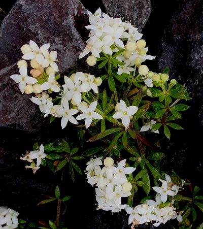Galium normanii, photographed by desertnaturalist