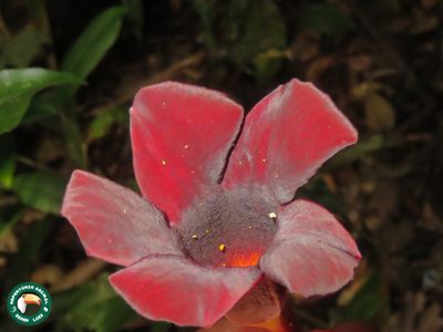 Allamanda polyantha, photographed by Diogo Luiz