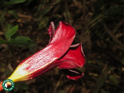 Allamanda polyantha, photographed by Diogo Luiz