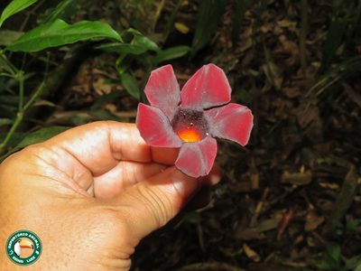 Allamanda polyantha, photographed by Diogo Luiz
