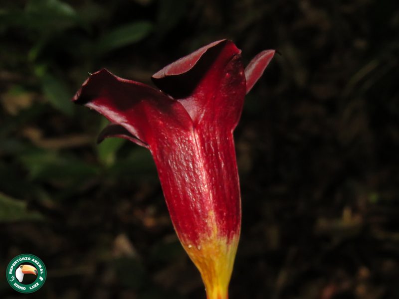 Allamanda polyantha, photographed by Diogo Luiz