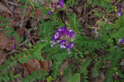 Astragalus leptocarpus, photographed by Eric Knight
