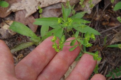 Euphorbia tetrapora, photographed by Eric Knight