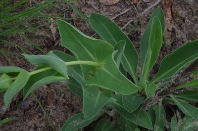 Penstemon murrayanus, photographed by Eric Knight