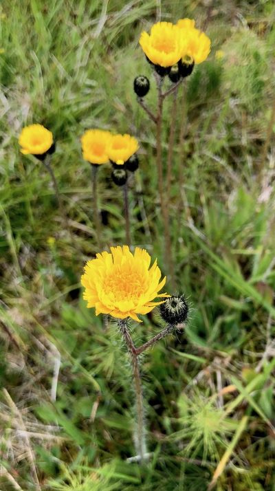 Pilosella floribunda, photographed by desertnaturalist