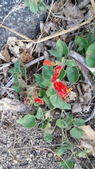 Mirabilis triflora, photographed by Millie Basden