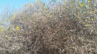 Viguiera deltoidea, photographed by Millie Basden
