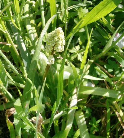 Bellevalia flexuosa, photographed by Even Dankowicz
