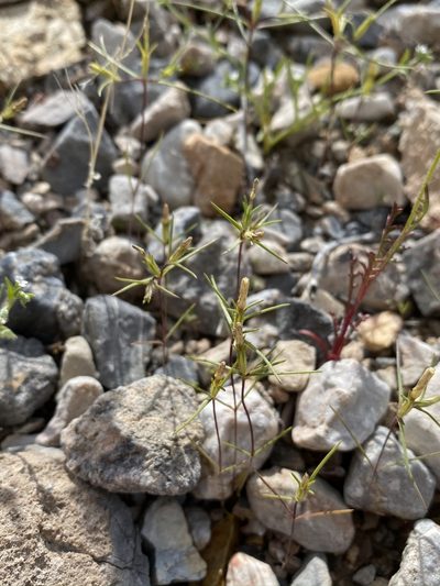 Linanthus jonesii, photographed by Matt Berger