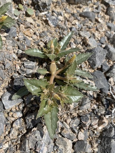 Mentzelia reflexa, photographed by Matt Berger