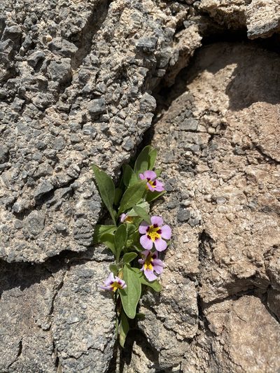 Diplacus rupicola, photographed by Matt Berger