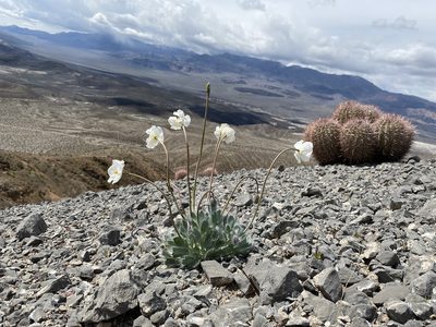 Arctomecon merriamii, photographed by Matt Berger