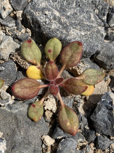 Eriogonum glandulosum, photographed by Matt Berger