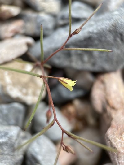 Linanthus filiformis, photographed by Matt Berger