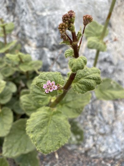 Anulocaulis annulatus, photographed by Matt Berger