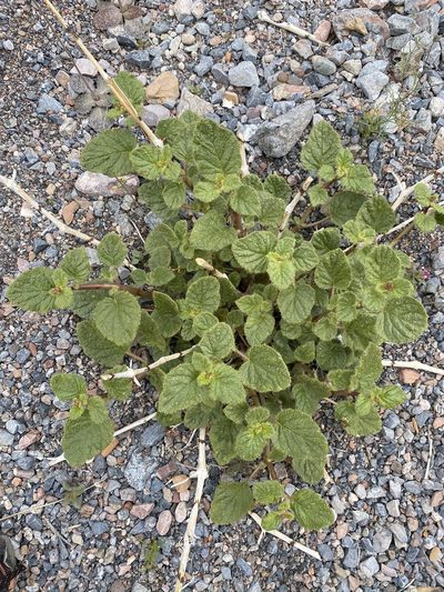 Anulocaulis annulatus, photographed by Matt Berger