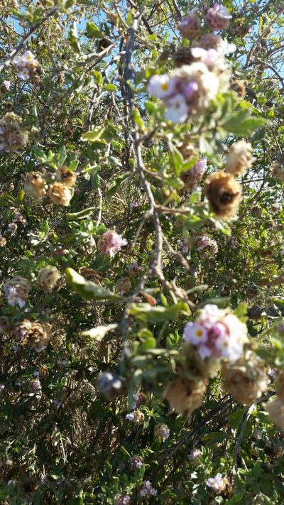 Lippia formosa, photographed by Millie Basden