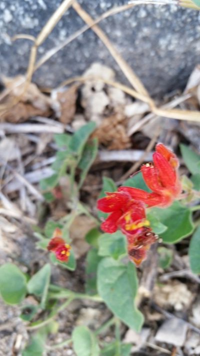 Mirabilis triflora, photographed by Millie Basden