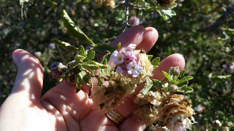Lippia formosa, photographed by Millie Basden