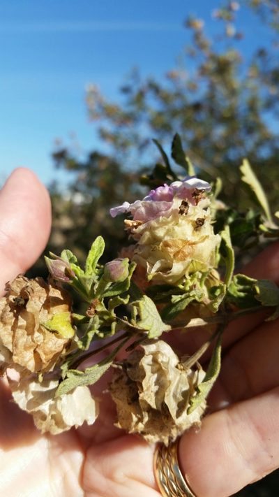 Lippia formosa, photographed by Millie Basden