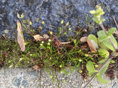 Sagina decumbens, photographed by Alan Weakley