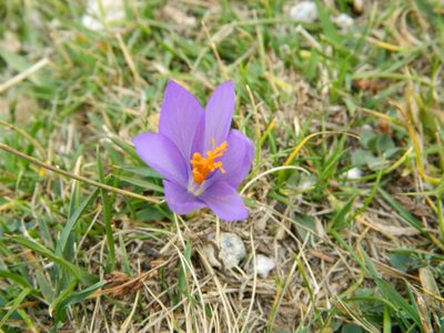 Crocus nudiflorus, photographed by Louis Imbeau