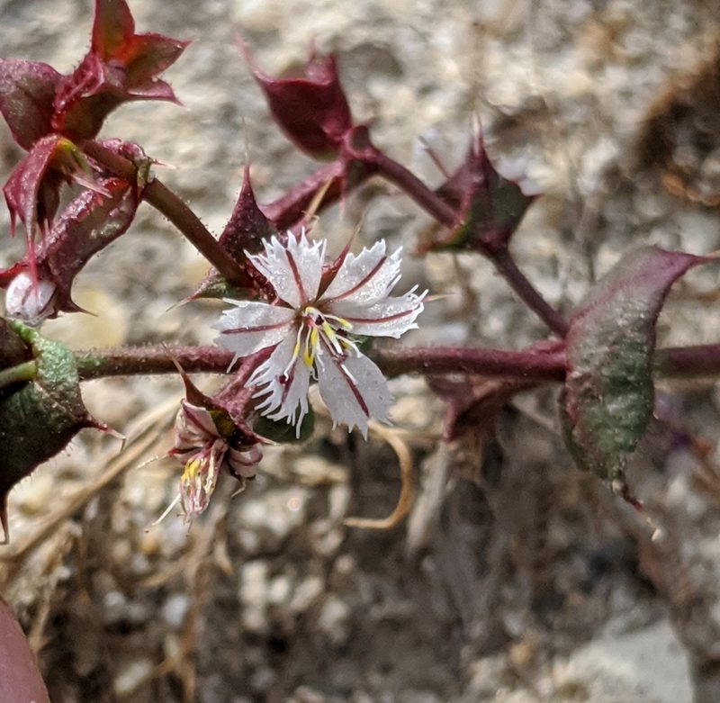 Mucronea perfoliata, photographed by Alex Heyman