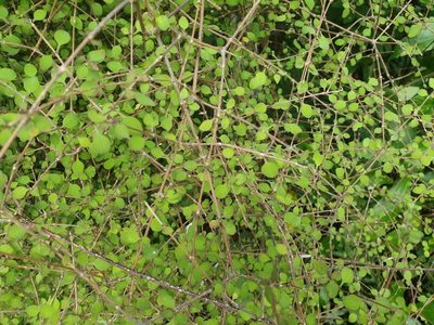 Coprosma rubra, photographed by John Barkla