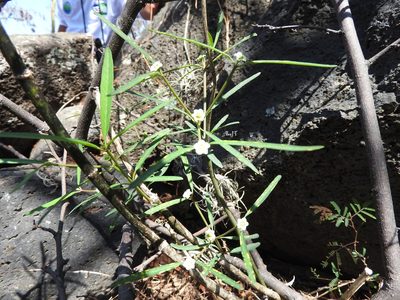 Euphorbia cymosa, photographed by Oscar Alejandro Morales Juárez