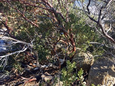 Arctostaphylos pringlei, photographed by CK2AZ