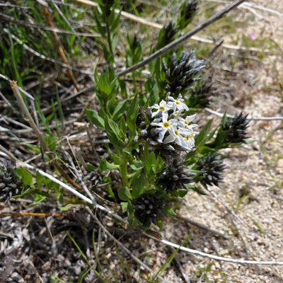 Amsonia tomentosa, photographed by Dan Horowitz