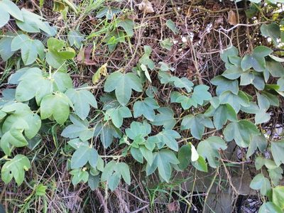 Passiflora tripartita, photographed by Andy McKay